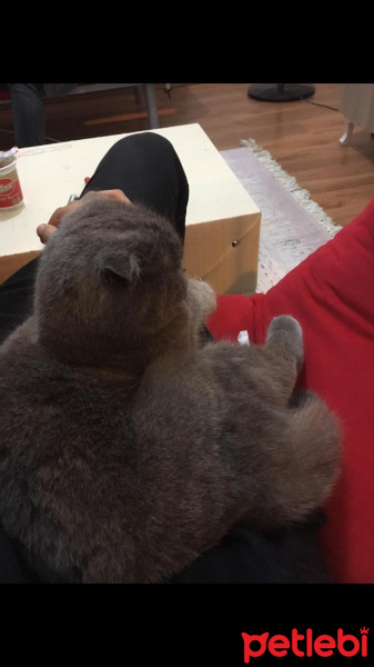Scottish Fold, Kedi  Lina fotoğrafı