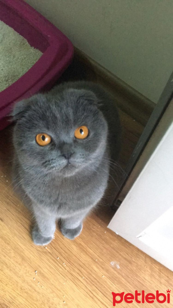 Scottish Fold, Kedi  Lina fotoğrafı