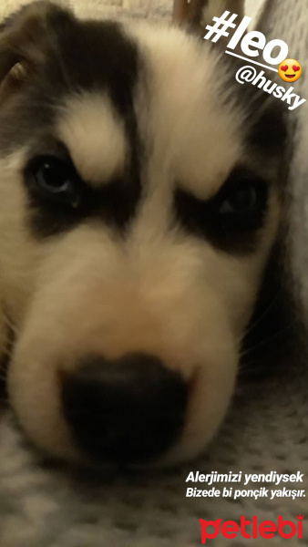 Sibirya Kurdu (Husky), Köpek  Leo fotoğrafı