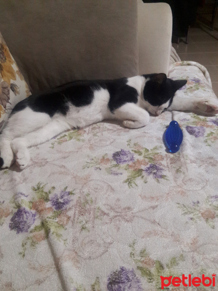 Tuxedo (Smokin) Kedi, Kedi  Luffy fotoğrafı