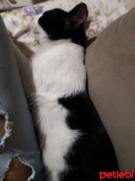 Tuxedo (Smokin) Kedi, Kedi  Luffy fotoğrafı