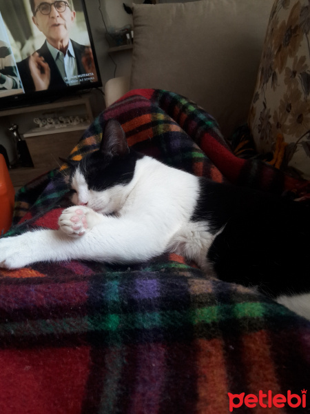 Tuxedo (Smokin) Kedi, Kedi  Luffy fotoğrafı