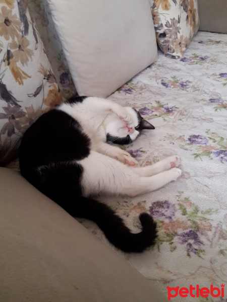 Tuxedo (Smokin) Kedi, Kedi  Luffy fotoğrafı