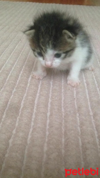Tekir Kedi, Kedi  Kedi fotoğrafı
