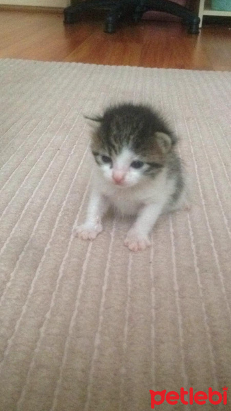 Tekir Kedi, Kedi  Kedi fotoğrafı