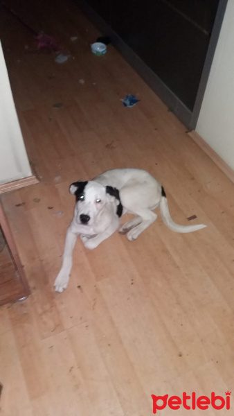 Dogo Arjantin, Köpek  Zeyna fotoğrafı