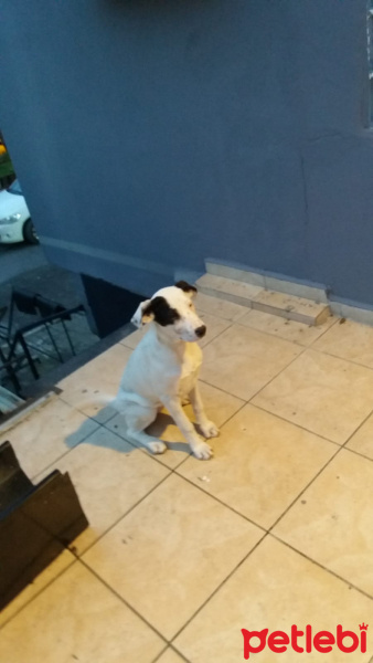 Dogo Arjantin, Köpek  Zeyna fotoğrafı