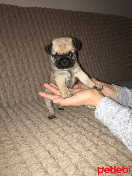 Pug, Köpek  Şila fotoğrafı