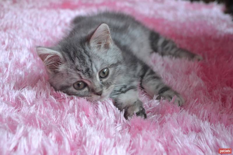 British Shorthair, Kedi  Alice fotoğrafı