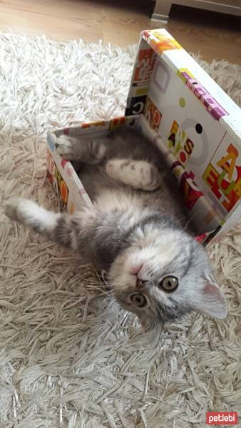 British Shorthair, Kedi  Alice fotoğrafı