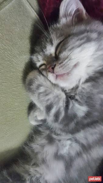 British Shorthair, Kedi  Alice fotoğrafı