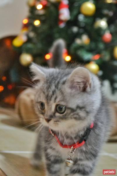 British Shorthair, Kedi  Alice fotoğrafı