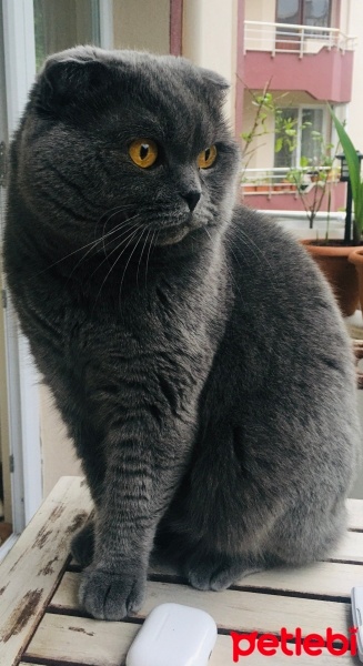 Scottish Fold, Kedi  Osman fotoğrafı