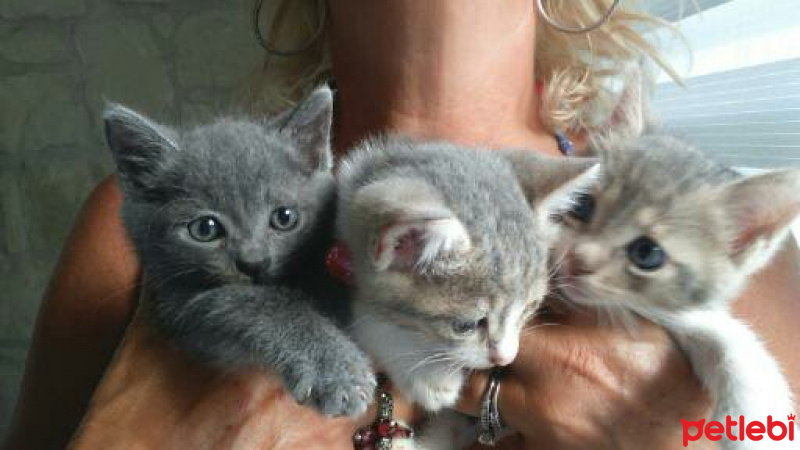 European Shorthair, Kedi  popsy-mieke fotoğrafı