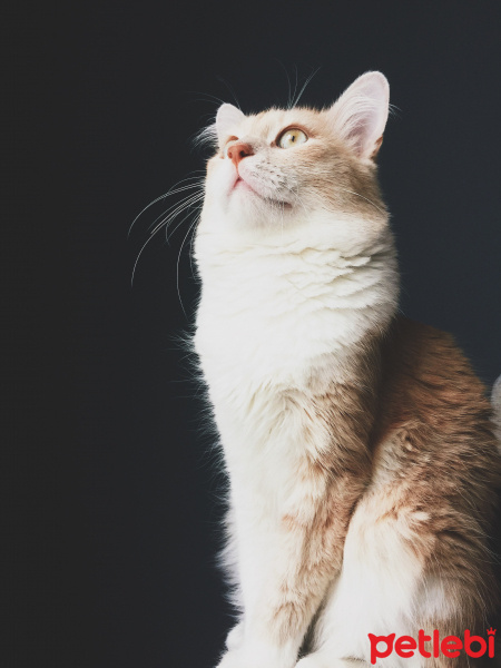 Tekir Kedi, Kedi  odin fotoğrafı