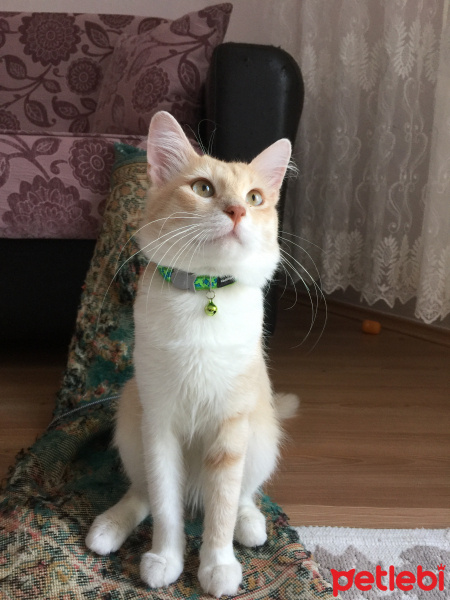 Tekir Kedi, Kedi  odin fotoğrafı