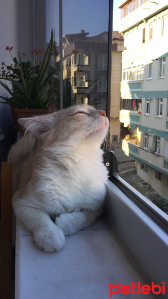 Tekir Kedi, Kedi  odin fotoğrafı