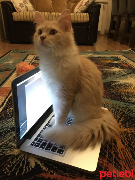 Tekir Kedi, Kedi  odin fotoğrafı