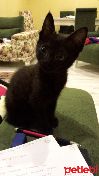Bombay, Kedi  Negro fotoğrafı