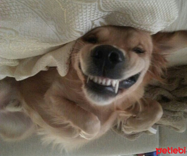 Golden Retriever, Köpek  Yuppi fotoğrafı