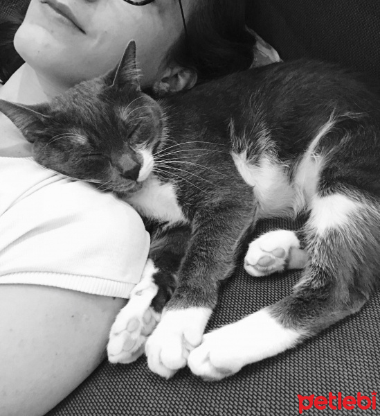 Tekir Kedi, Kedi  Wiki fotoğrafı