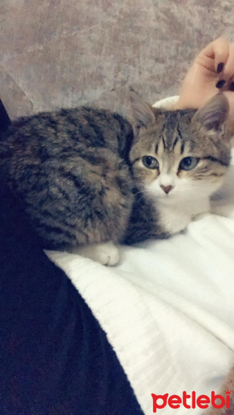 Tekir Kedi, Kedi  Pamuk fotoğrafı