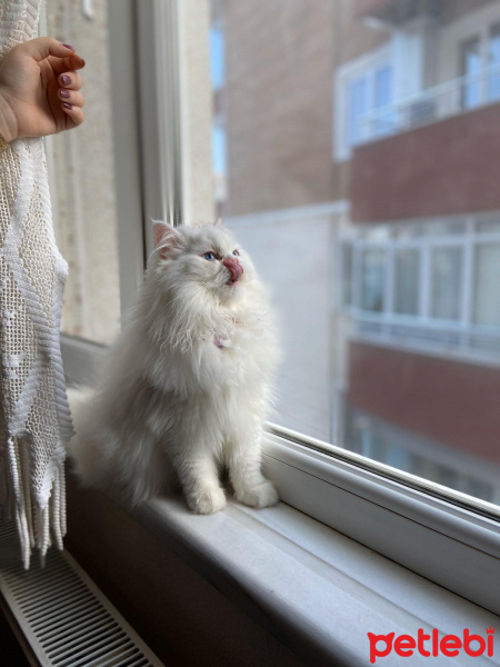 Chinchilla, Kedi  Arwen fotoğrafı