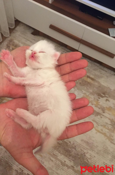 Chinchilla, Kedi  Arwen fotoğrafı