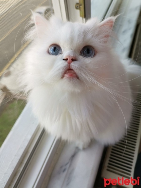 Chinchilla, Kedi  Arwen fotoğrafı