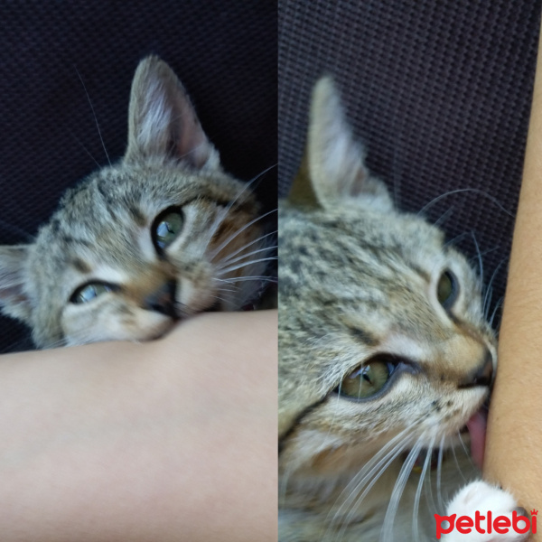 Tekir Kedi, Kedi  Şila fotoğrafı