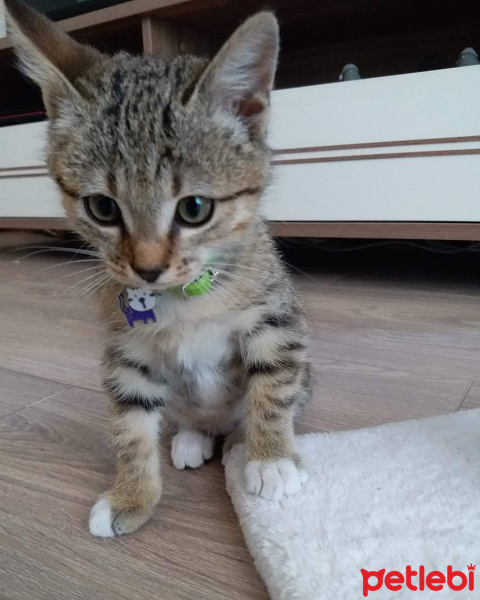 Tekir Kedi, Kedi  Şila fotoğrafı