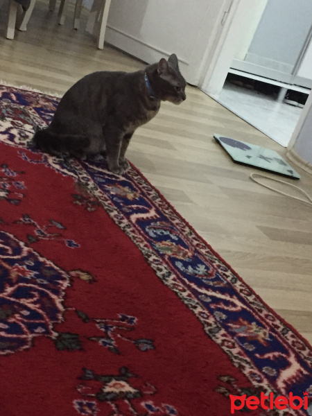 Tekir Kedi, Kedi  rıfkı fotoğrafı