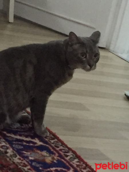 Tekir Kedi, Kedi  rıfkı fotoğrafı