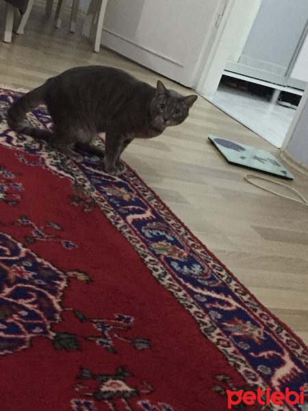 Tekir Kedi, Kedi  rıfkı fotoğrafı