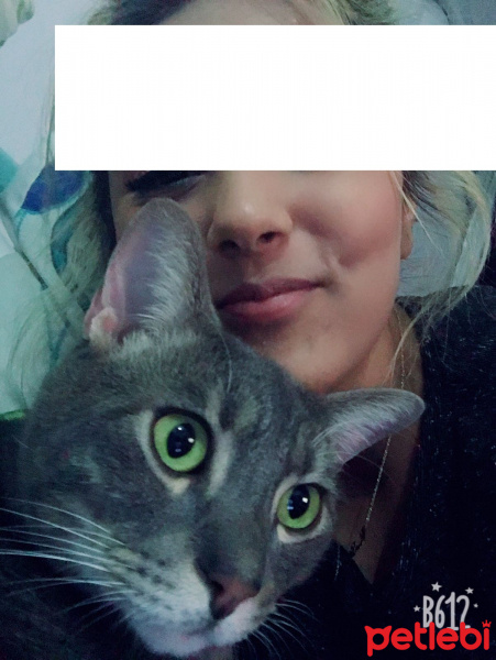 Tekir Kedi, Kedi  rıfkı fotoğrafı