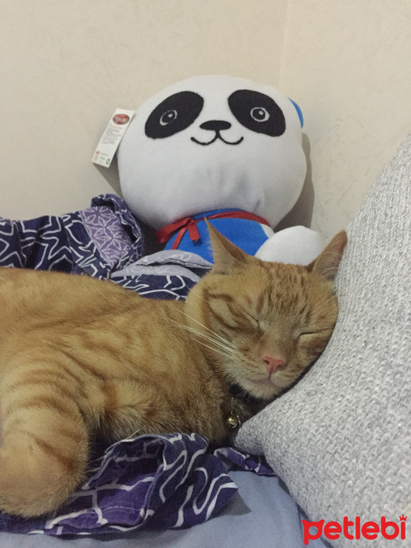 Sarman, Kedi  Miskin fotoğrafı