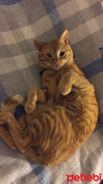 Sarman, Kedi  Miskin fotoğrafı
