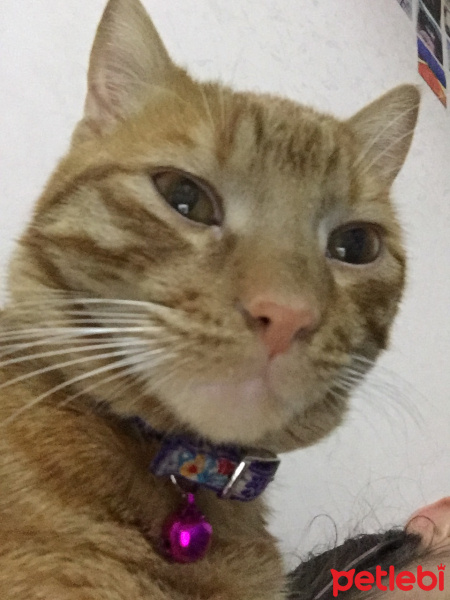 Sarman, Kedi  Miskin fotoğrafı