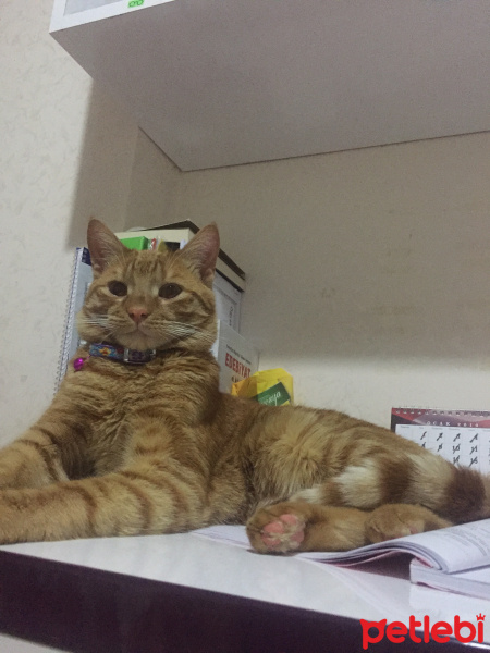Sarman, Kedi  Miskin fotoğrafı