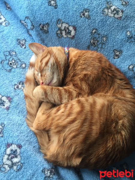 Sarman, Kedi  Miskin fotoğrafı