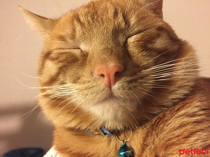 Sarman, Kedi  Miskin fotoğrafı