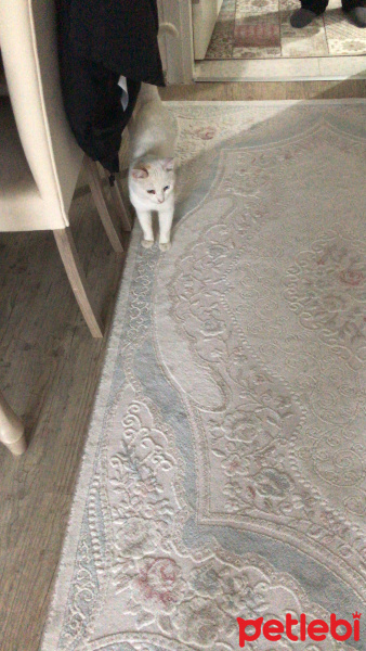 Van Kedisi, Kedi  Pamuk fotoğrafı