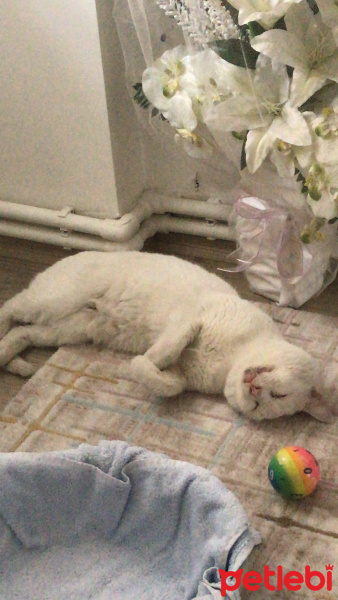 Van Kedisi, Kedi  Pamuk fotoğrafı