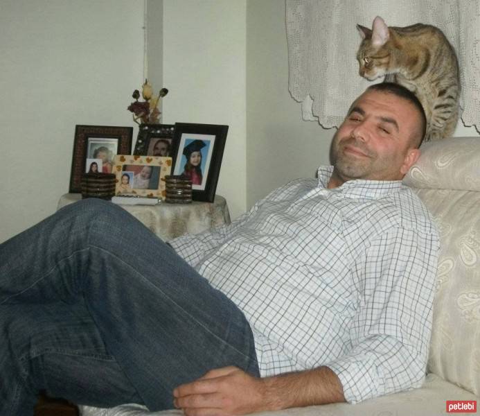 Tekir Kedi, Kedi  boncuk fotoğrafı