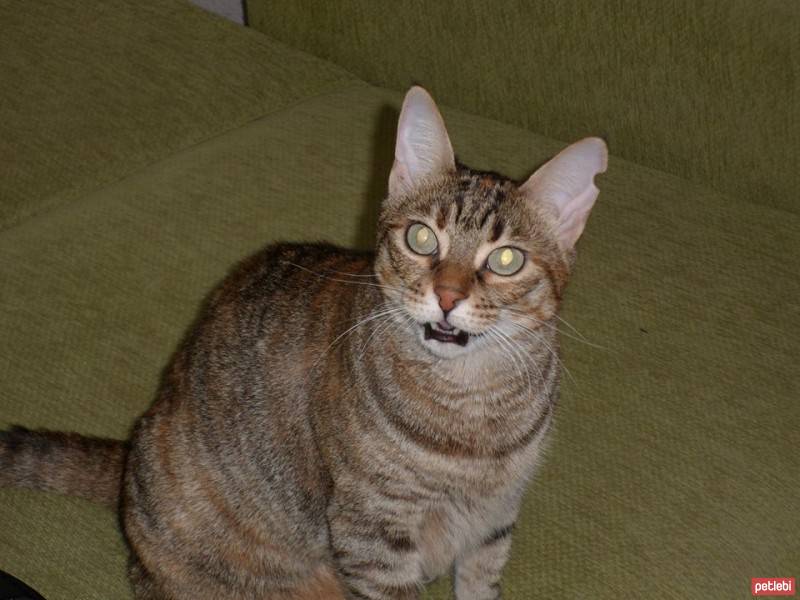 Tekir Kedi, Kedi  boncuk fotoğrafı