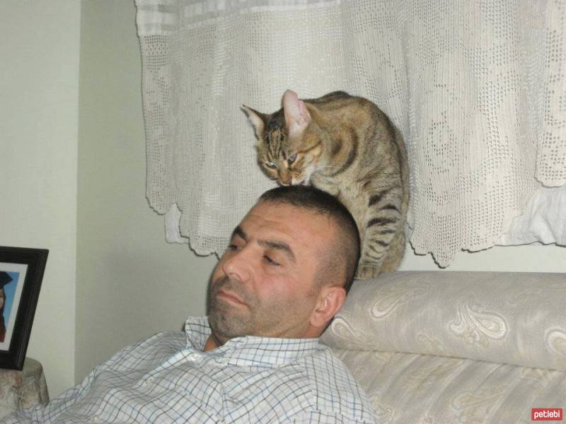 Tekir Kedi, Kedi  boncuk fotoğrafı