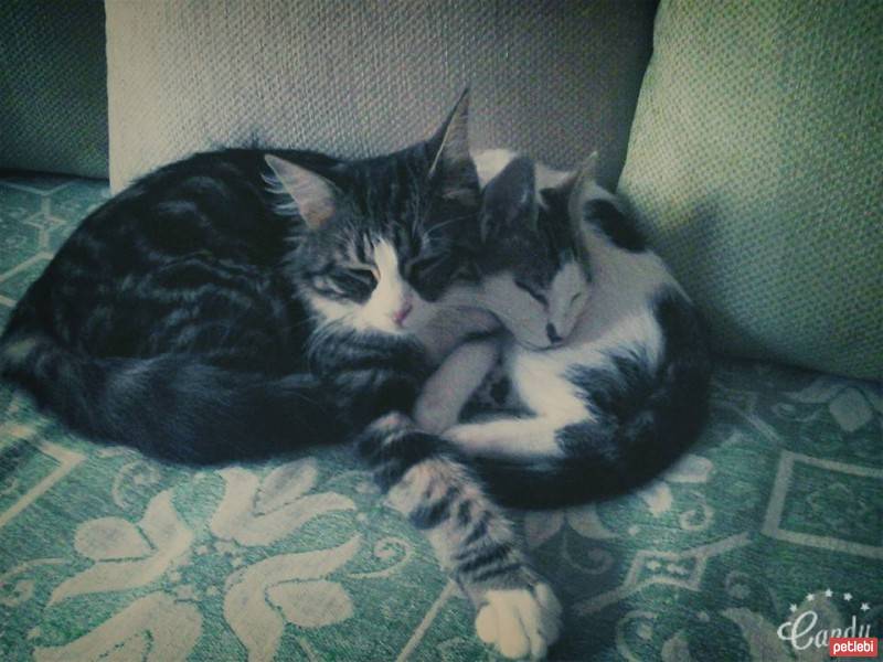 Tekir Kedi, Kedi  boncuk fotoğrafı