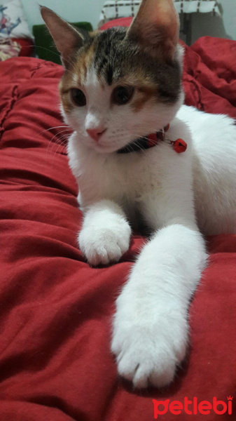 Tekir Kedi, Kedi  Eylül fotoğrafı