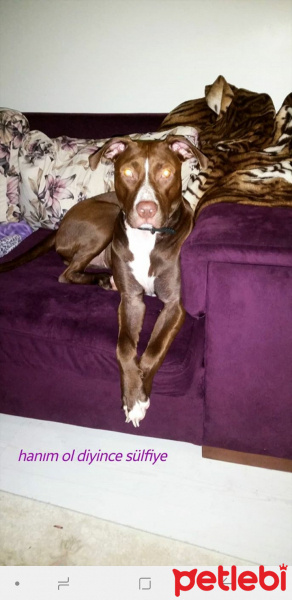 Amerikan Pitbull Terrier, Köpek  Sülfon fotoğrafı