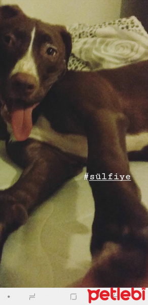 Amerikan Pitbull Terrier, Köpek  Sülfon fotoğrafı